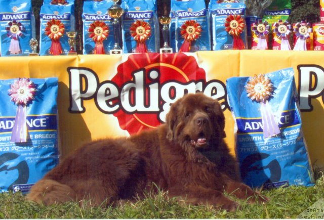 Фото: ньюфаундленд Смигар Свен Браун (Smigar Sven Brown)