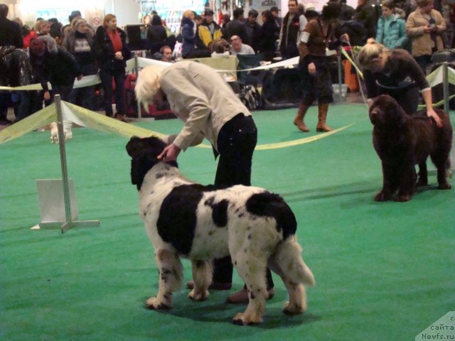 Фото: ньюфаундленд Пчёлкин Дом Бегония (Pchiolkin Dom Begonia), Юлия Токарчук, ньюфаундленд Афина Утренняя Звезда Вива Дженис (Afina Utrennya Zvezda Viva Jeniz)