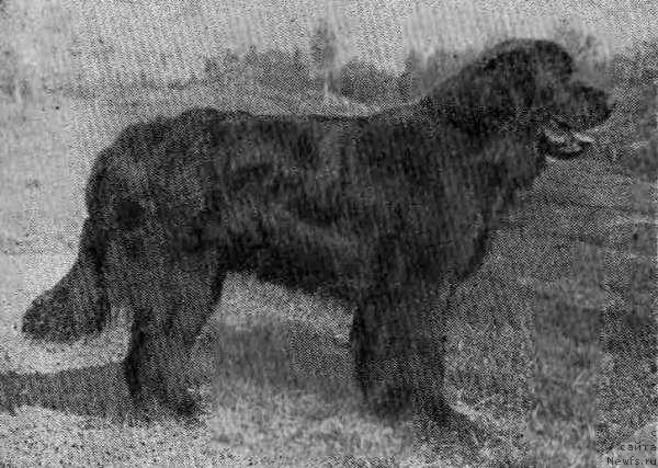 Фото: ньюфаундленд Махараджа Амигес