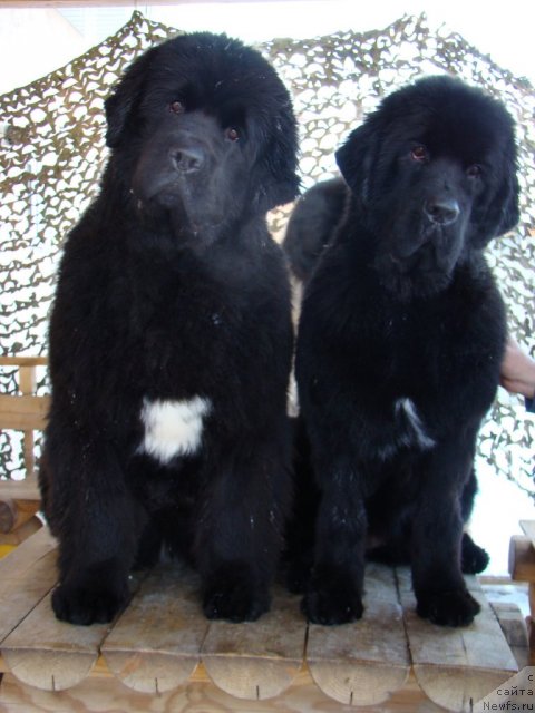 Фотография № 58208