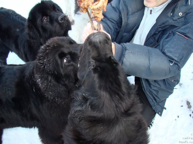 Фото: ньюфаундленд Бегущая по Волнам Хаста ла Виста (Beguschaya po Volnam Hasta la Vista), ньюфаундленд Бегущая по Волнам Регатта Катти Сарк, ньюфаундленд Topgallant's Aicedora