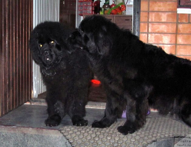 Фото: ньюфаундленд Бехер Юлиус Голд, ньюфаундленд Ариетта Скарлет Силк