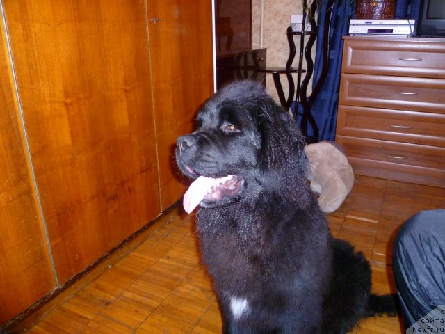 Фото: ньюфаундленд Рестайлинг Фром Шипмэн