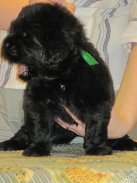 Фото: ньюфаундленд Уютная Долина Бибигон Брейв Кид