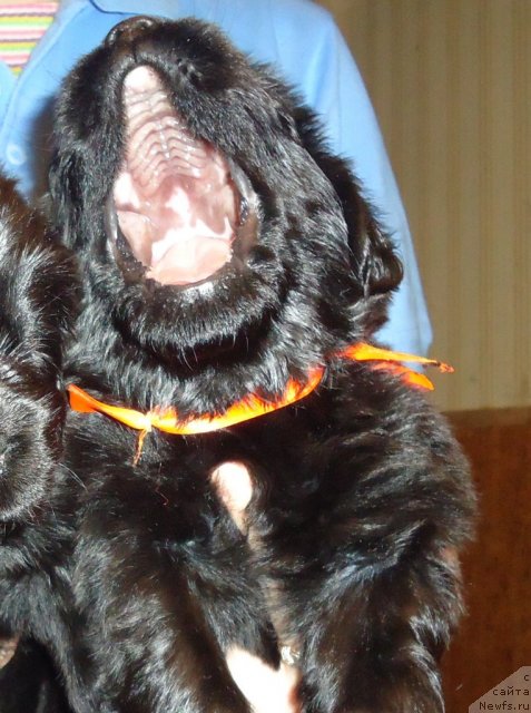 Фото: ньюфаундленд Уютная Долина Бэлла Донна