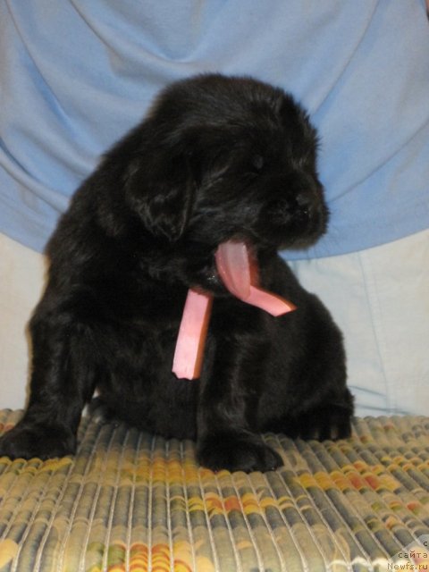 Фото: ньюфаундленд Уютная Долина Бассинда Гламур Лэйди