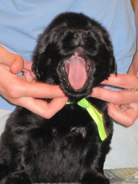 Фото: ньюфаундленд Уютная Долина Бадди Харт Форевер