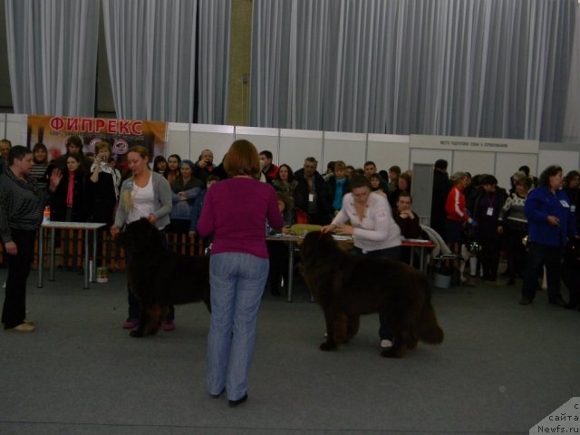 Фото: ньюфаундленд Повелитель Великих Озер, ньюфаундленд Командор из Медвежьего Яра