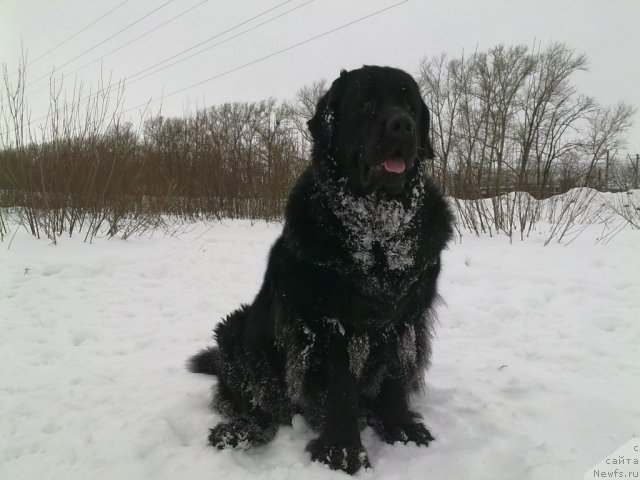 Фото: ньюфаундленд Великий Медведь Загадка