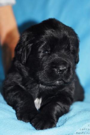 Фото: ньюфаундленд Сент Джонс Мон Плезир