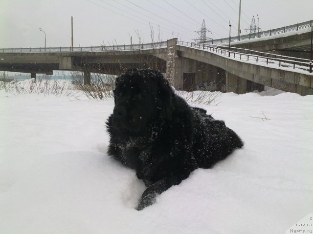 Фото: ньюфаундленд Великий Медведь Загадка