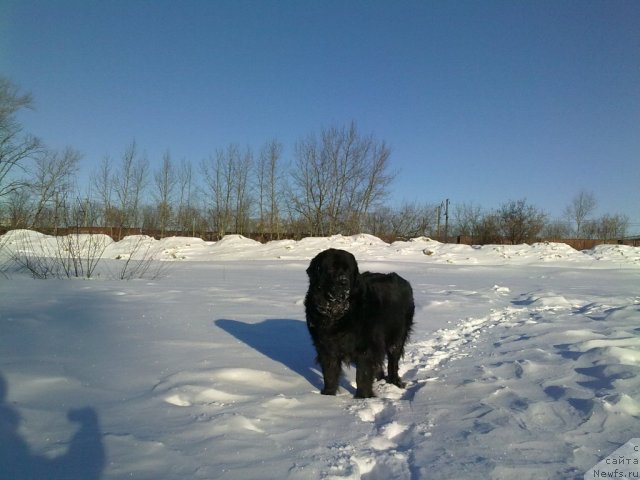 Фото: ньюфаундленд Великий Медведь Загадка