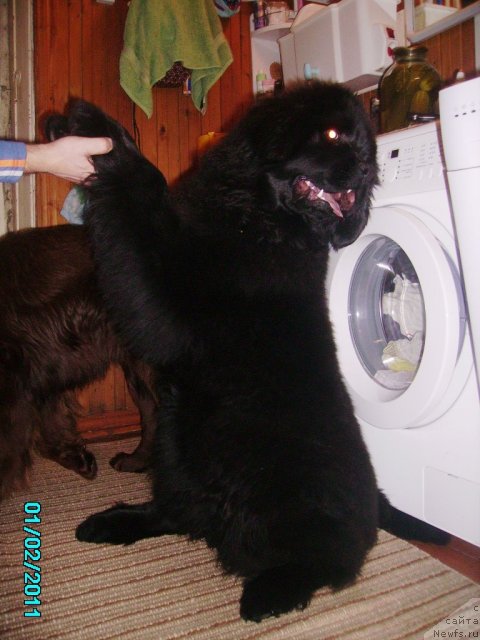 Фото: ньюфаундленд Их Высочество Владлена Маджикс