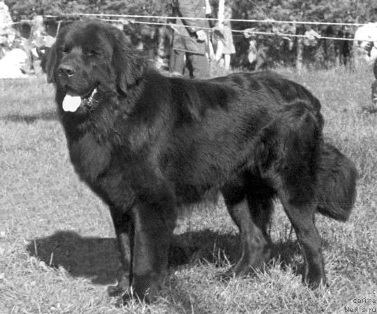 Фото: ньюфаундленд Билл Негри