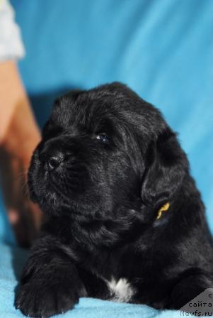 Фото: ньюфаундленд Сент Джонс Мон Плезир