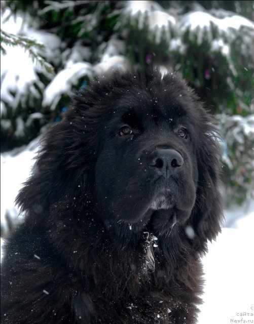 Фото: ньюфаундленд Сент Джонс Форрест Гамп (Sent Djons Forrest Gump)