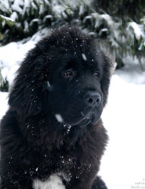 Фото: ньюфаундленд Сент Джонс Форрест Гамп (Sent Djons Forrest Gump)