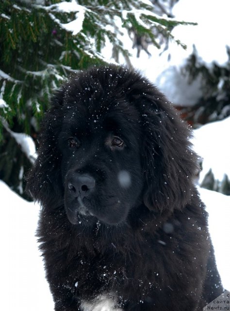 Фото: ньюфаундленд Сент Джонс Форрест Гамп (Sent Djons Forrest Gump)