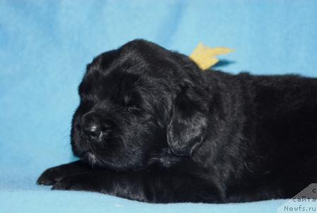 Фото: ньюфаундленд Сент Джонс Мон Плезир