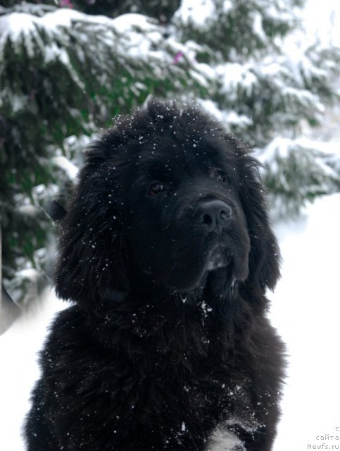 Фото: ньюфаундленд Сент Джонс Форрест Гамп (Sent Djons Forrest Gump)