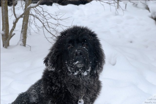 Фото: ньюфаундленд Сент Джонс Форрест Гамп (Sent Djons Forrest Gump)
