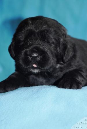 Фото: ньюфаундленд Сент Джонс Мишель