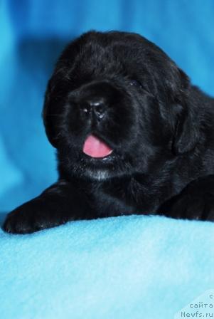 Фото: ньюфаундленд Сент Джонс Мишель