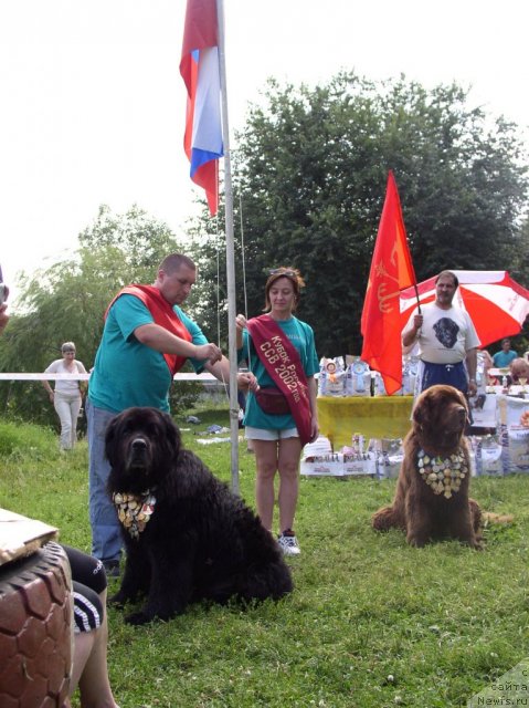 Фото: ньюфаундленд Жадар, Александр Беспечный, Ольга Королева, ньюфаундленд Смигар Свен Браун (Smigar Sven Brown), Игорь Михайлов