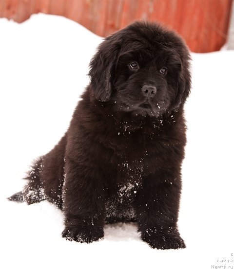 Фото: ньюфаундленд Особа Статная из Медвежьего Яра, ньюфаундленд Особа Статная из Медвежьего Яра