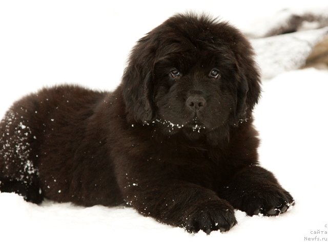 Фото: ньюфаундленд Особа Статная из Медвежьего Яра