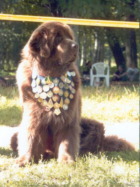 Фото: ньюфаундленд Смигар Свен Браун (Smigar Sven Brown)