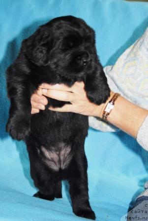 Фото: ньюфаундленд Сент Джонс Мулен Руж