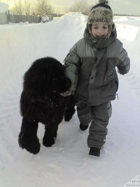 Фото: ньюфаундленд Их Высочество Владлена Маджикс