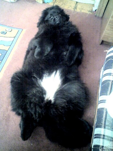 Фото: ньюфаундленд Их Высочество Владлена Маджикс