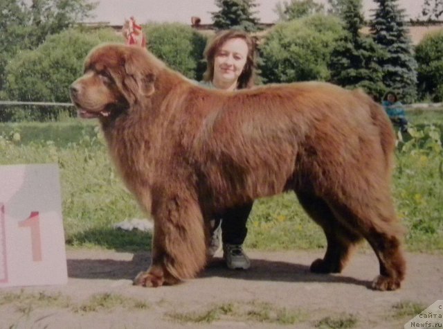 Фото: ньюфаундленд Смигар Свен Браун (Smigar Sven Brown)