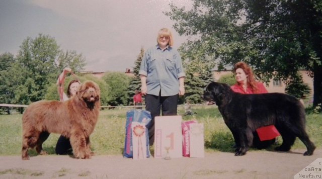 Фото: ньюфаундленд Смигар Свен Браун (Smigar Sven Brown), ньюфаундленд Смигар Ярославна