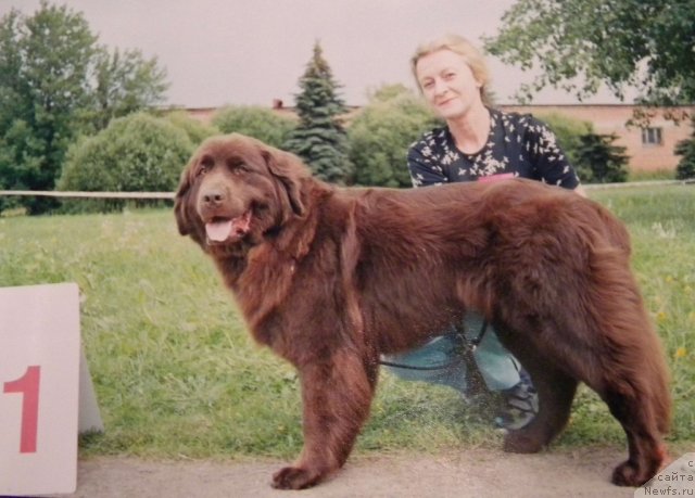 Фото: ньюфаундленд Смигар Анфиса