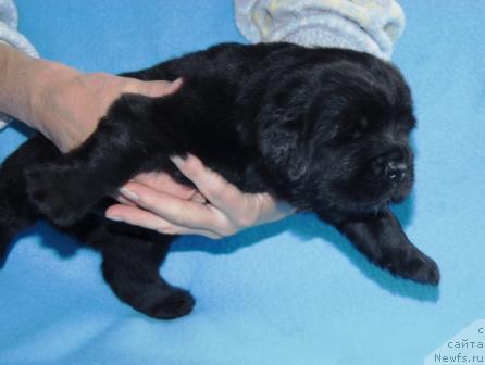 Фото: ньюфаундленд Сент Джонс Мулен Руж