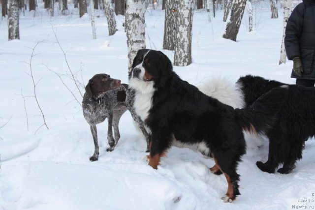 Фото: ньюфаундленд Ньюфорт Лапочка Дочка