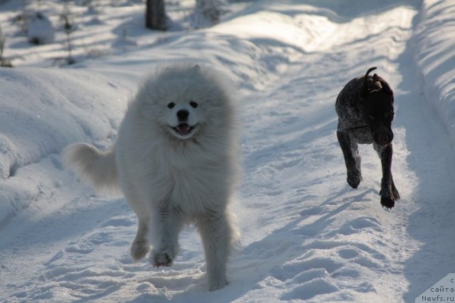 Фото: ньюфаундленд Ньюфорт Лапочка Дочка