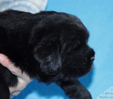 Фото: ньюфаундленд Сент Джонс Мулен Руж