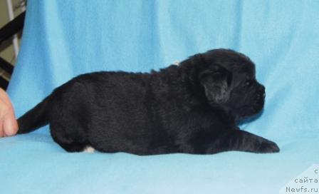 Фото: ньюфаундленд Сент Джонс Мефисто