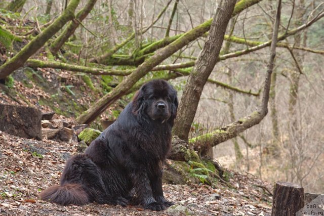 Фото: ньюфаундленд Потап Фидель