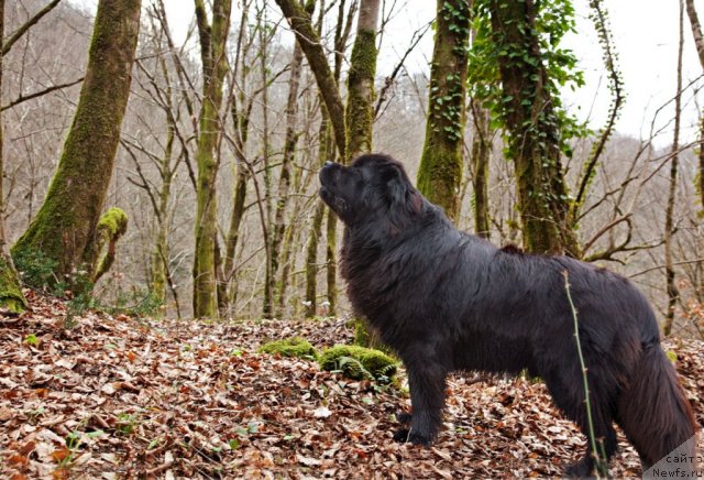 Фото: ньюфаундленд Потап Фидель