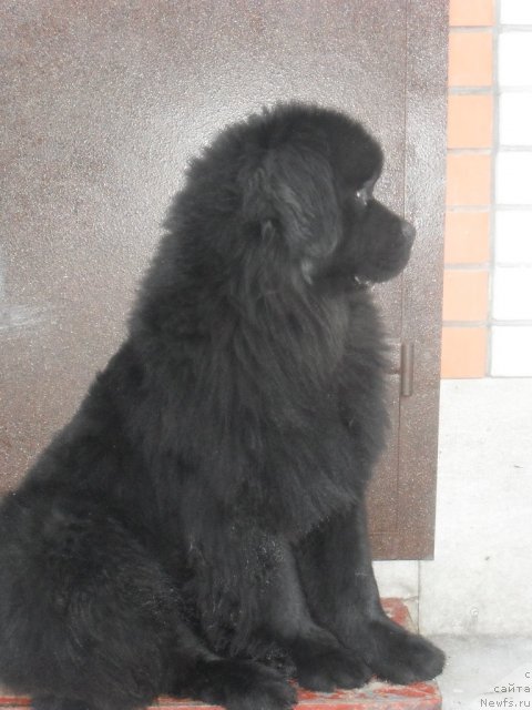 Фото: Елена Бобнева, ньюфаундленд Кисс Хэппи из Медвежьего Яра (Kiss Happy iz Medvejyego Yara)