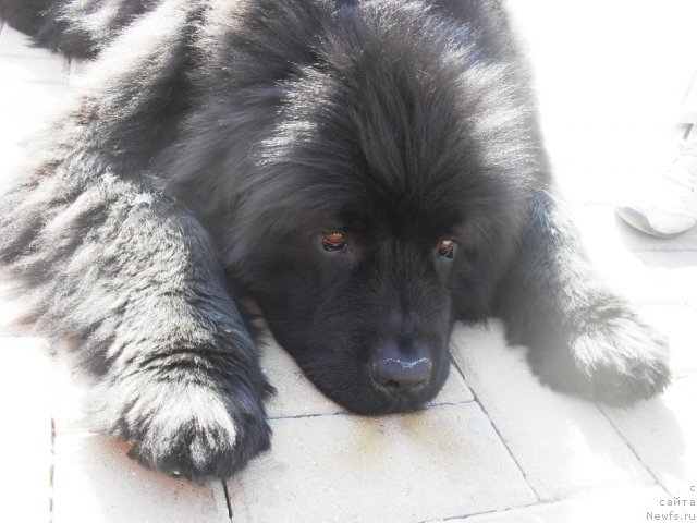 Фото: Елена Бобнева, ньюфаундленд Кисс Хэппи из Медвежьего Яра (Kiss Happy iz Medvejyego Yara)