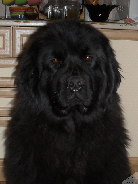 Фото: Елена Бобнева, ньюфаундленд Кисс Хэппи из Медвежьего Яра (Kiss Happy iz Medvejyego Yara)