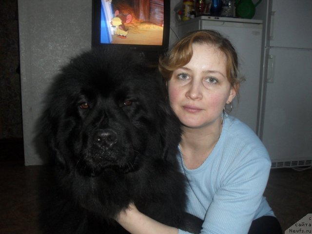 Фото: Елена Бобнева, ньюфаундленд Кисс Хэппи из Медвежьего Яра (Kiss Happy iz Medvejyego Yara)