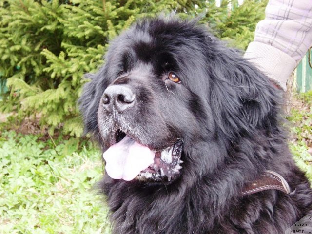 Фото: ньюфаундленд Арабелла Дочь Вивата