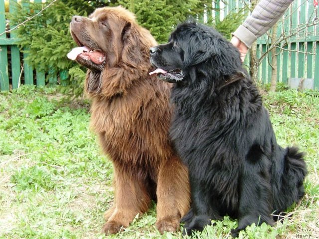 Фото: ньюфаундленд Арабелла Дочь Вивата, ньюфаундленд Фанньюф Голд Кап